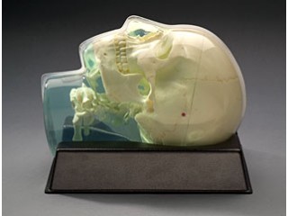 3D ANTHROPOMORPHIC SKULL PHANTOM MODEL 603